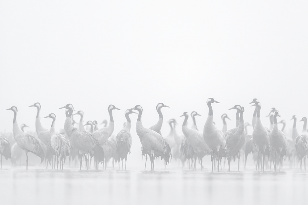 Ewa Przeździecka, Ewa Przezdziecka photography, wildlife photographer, photography