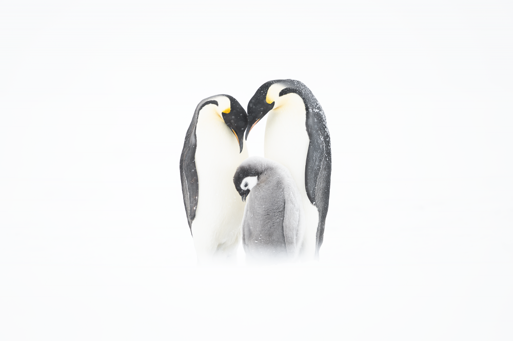 Ewa Przeździecka, Ewa Przezdziecka photography, wildlife photographer, photography