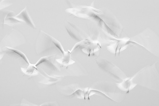 Ewa Przeździecka, Ewa Przezdziecka photography, wildlife photographer, photography