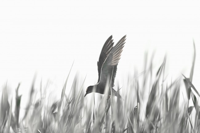 Ewa Przeździecka, Ewa Przezdziecka photography, wildlife photographer, photography