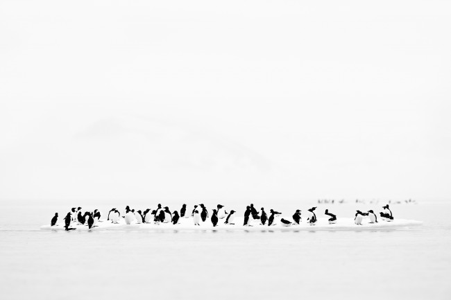 Ewa Przeździecka, Ewa Przezdziecka photography, wildlife photographer, photography