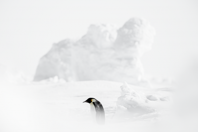 Ewa Przeździecka, Ewa Przezdziecka photography, wildlife photographer, photography