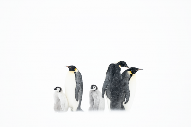 Ewa Przeździecka, Ewa Przezdziecka photography, wildlife photographer, photography