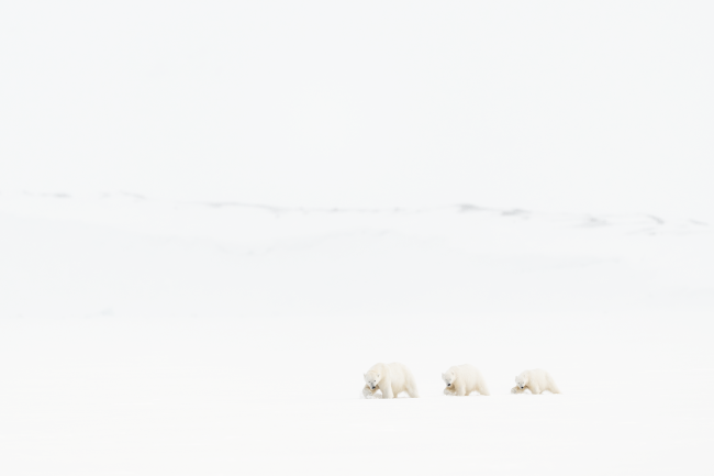 Ewa Przeździecka, Ewa Przezdziecka photography, wildlife photographer, photography